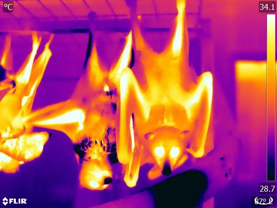 thermal imaging termite inspection and pest control
